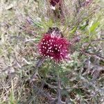 Cirsium edule Цветок