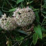 Funastrum cynanchoides Kvet