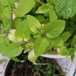 Physalis pubescens Leaf