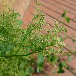 Chenopodium polyspermum Frukt