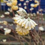 Edgeworthia chrysantha Flower