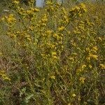 Vogtia annua Libunga