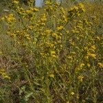 Tanacetum annuum Habit