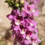 Angelonia angustifolia Кветка