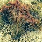 Cuscuta epithymum Yeri
