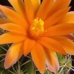 Thelocactus conothelos 花