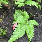 Pteris fauriei Ліст