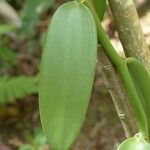 Vanilla planifolia 葉