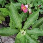 Costus guanaiensis Feuille