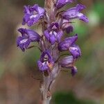 Orobanche arenaria Flors