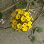 Abronia latifolia Flower