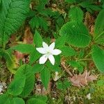 Anemone trifolia Levél