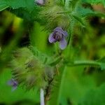 Marsypianthes chamaedrys Blomst