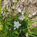 Claytonia caroliniana Hoja