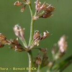 Coleanthus subtilis Fruit