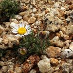 Erigeron compositus Hábito