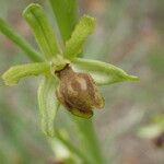 Ophrys virescens Habitus