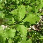 Rubus canescens 葉