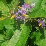 Solanum subinerme Blüte