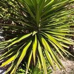 Yucca aloifolia Levél