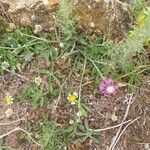 Centaurea napifolia Habit