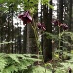 Aquilegia atrata Flor