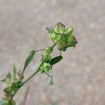 Sida spinosa Φύλλο