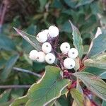 Cornus racemosa Frucht