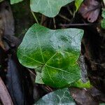 Hedera hibernica Folha