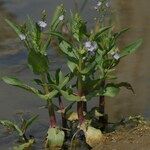 Veronica anagallis-aquatica Habit