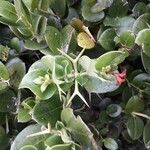 Carissa bispinosa Leaf