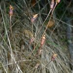 Jepsonia parryi Celota