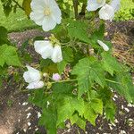 Abutilon vitifolium Blad