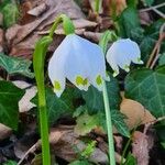 Leucojum vernum പുഷ്പം