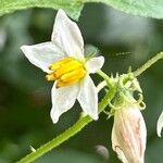 Solanum carolinense 花