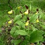 Cypripedium calceolus Habitus