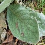 Verbascum phlomoides 叶