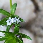 Sherardia arvensis Flor