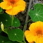 Tropaeolum minusFlower