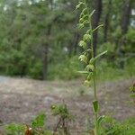 Epipactis phyllanthes Агульны выгляд