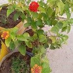 Lantana camaraFiore