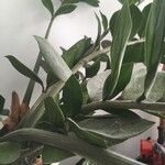 Zamioculcas zamiifolia Blatt