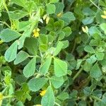 Medicago truncatula ᱥᱟᱠᱟᱢ