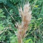 Andropogon bicornis Fruit