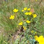 Potentilla gracilis Habit