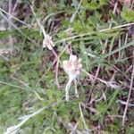 Antennaria neglecta Flower