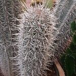 Pachycereus pringlei Yeri