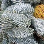 Abies procera Leaf