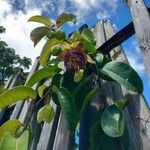 Passiflora laurifolia Kukka