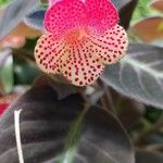 Kohleria amabilis 花